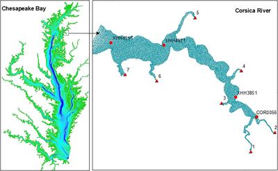 Simulation of benthic microalgae impacts on water quality in shallow water systems, Corsica River, Chesapeake Bay